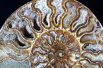 Cleoniceras (Grycia) besairiei COLLIGNON 1949 - Bild © FossNet FossilienStore